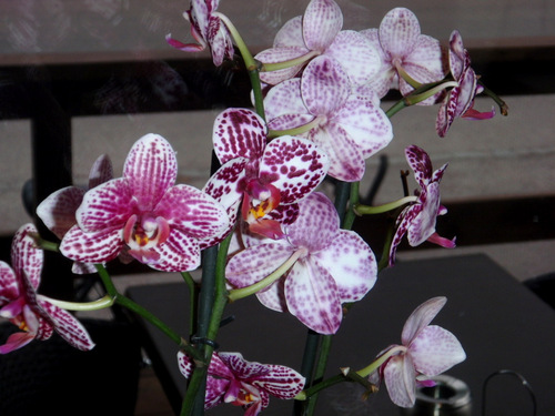 Flowers at our Dinner Table.